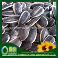 Big size Inner Mongolia sunflower seed 909 in stock 22/64 24/64